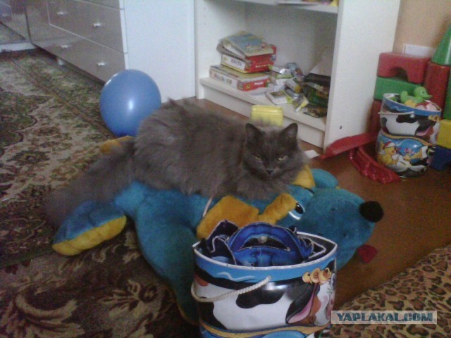 Котовторник 25.06.2013