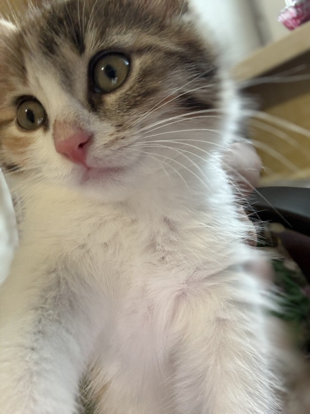 Тискательный котик