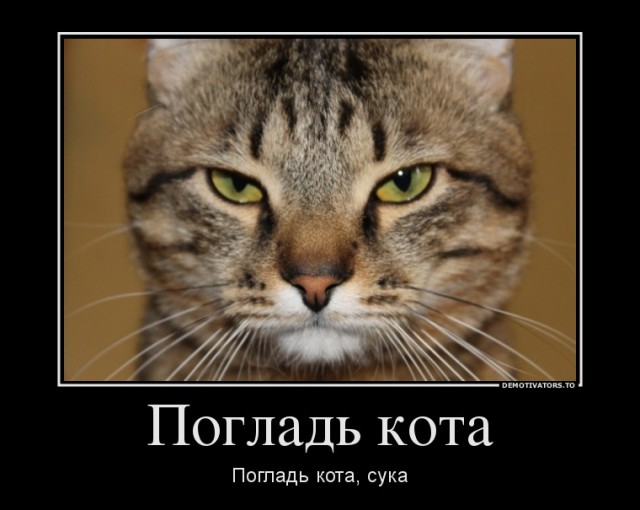 Одноглазый пират-котик каждый вечер проводит со своим хозяином