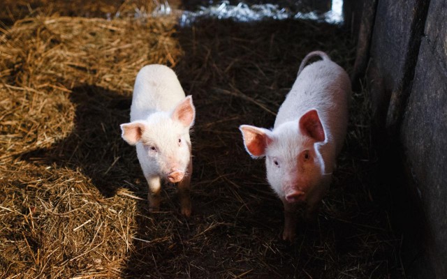 Житель Крыма очень долго «дружил» со свиньями, чтобы позже их съесть