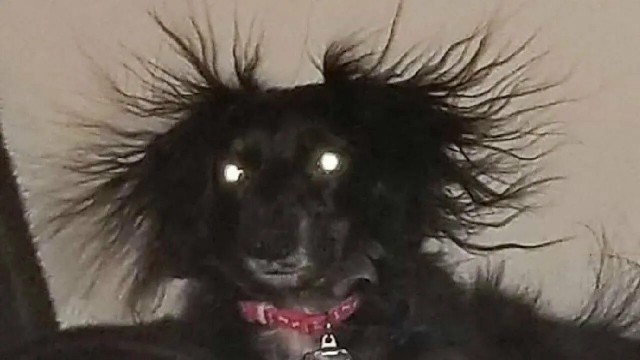 Посоветуйте какой-нибудь отпугиватель собак