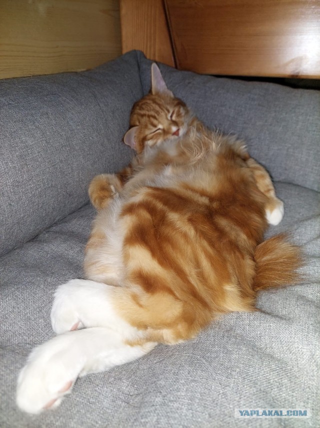Спящих котеек тред