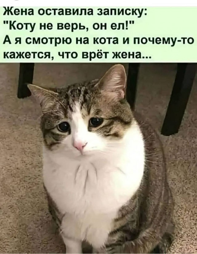 Сегодня котовторник, собак нафиг!