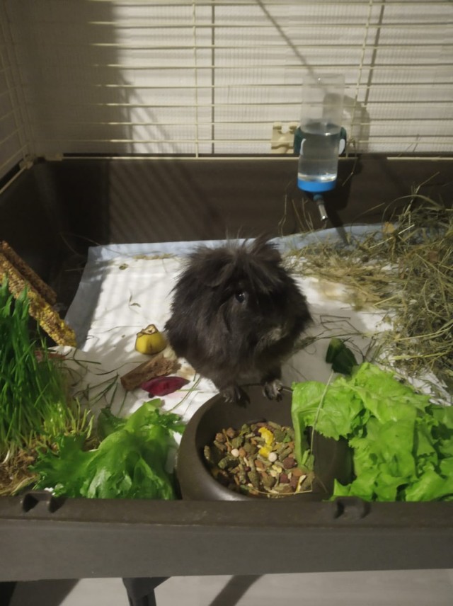 Нет котиков, есть свинка.