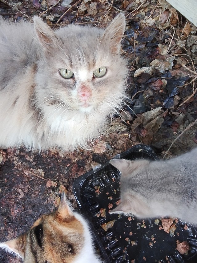 Уличные котики