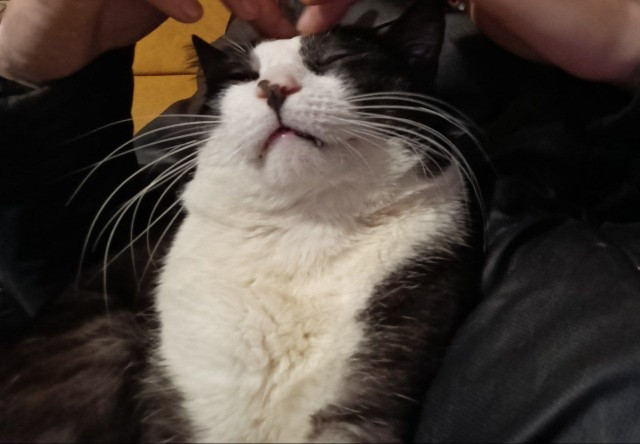 Котовторник же!