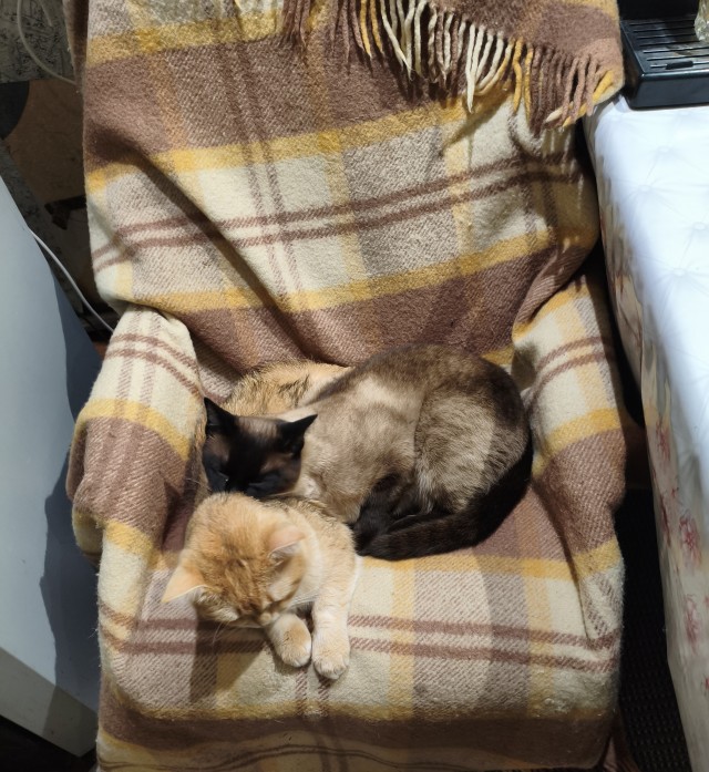 Наши коты