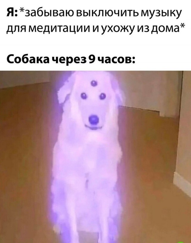 Собакочетверг же, но кошку из фото не выкинешь