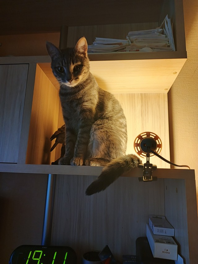 Тишкет... Котовторник...