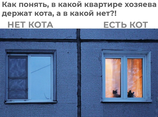 К котовторнику: подборка картинок-баянов с котиками и про котиков. Выпуск 43.