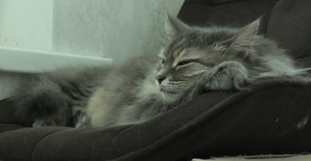 Котовторник 29.09.2026