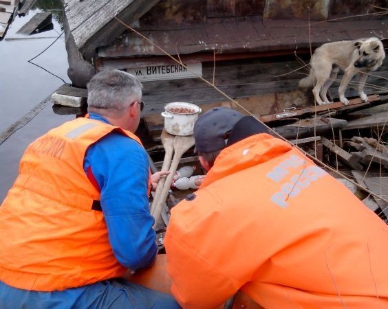 Помощь животным в затопленном Хабаровске