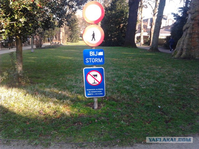 Где яблоки растут!