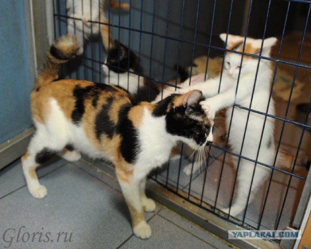 Котовторник 04.03.2014