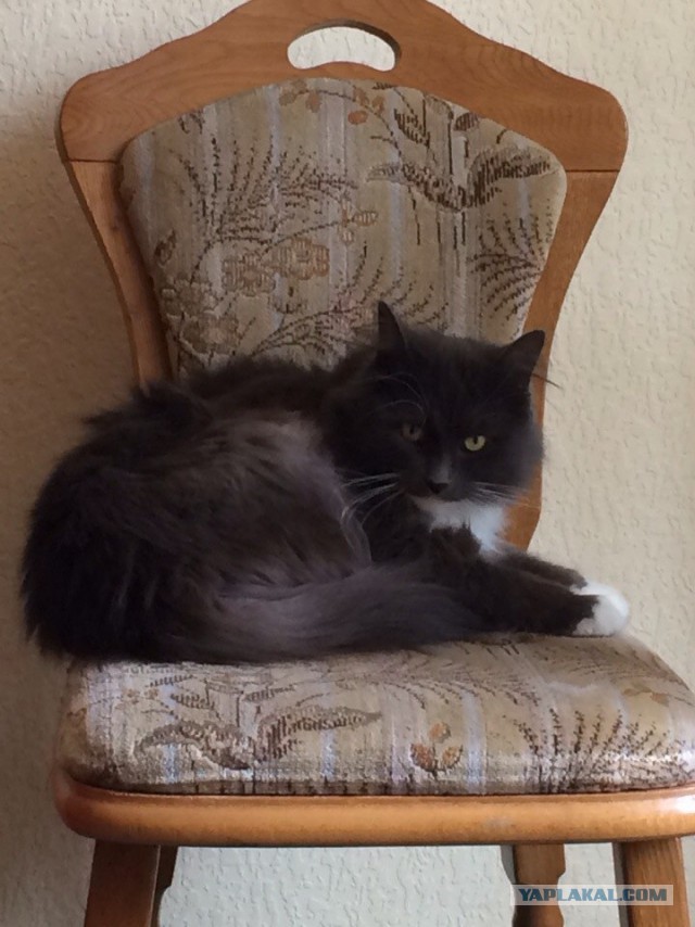 Котовторник 29.04.14.