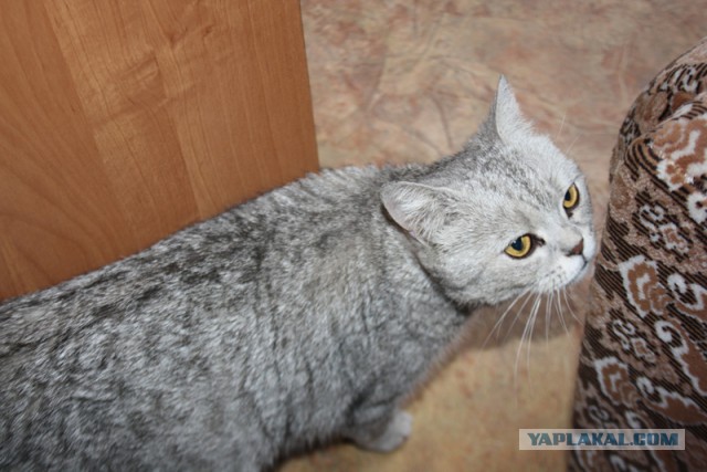 Котовторник 24.06.2014