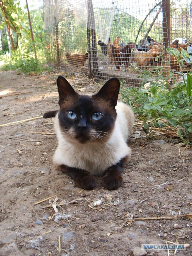 Котовторник 05.08.2014