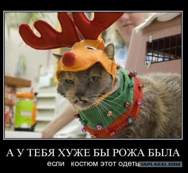 Веселые картинки