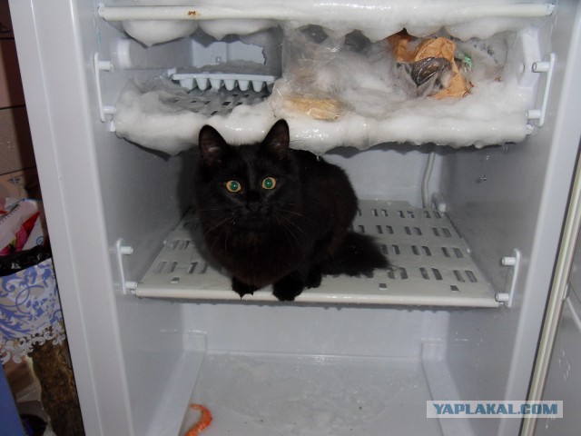 Котовторник 2.12.14