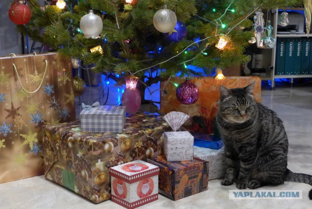 Котовторник 30.12.2014