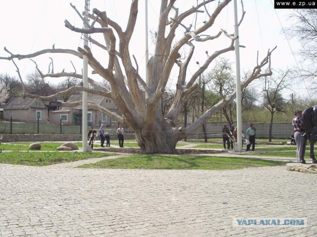Самые старые деревья на Земле
