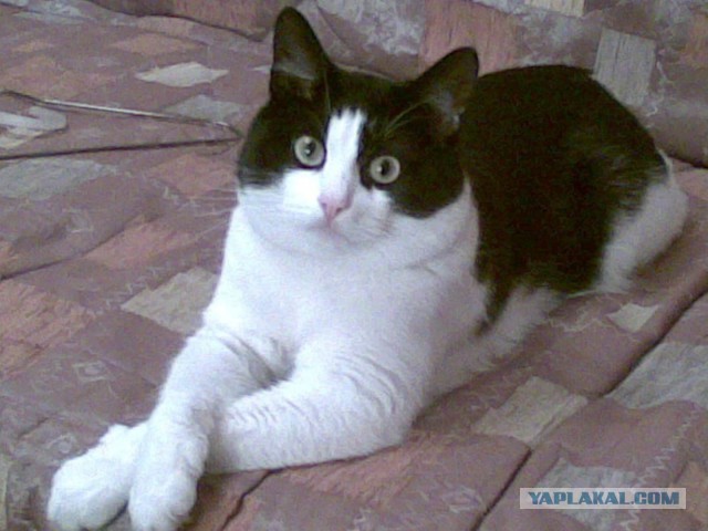 Котовторник