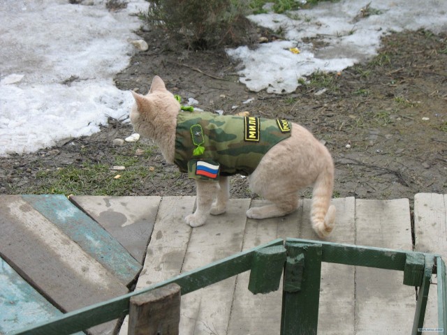 Фото из командировок в Чечню