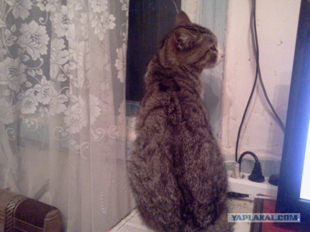 Котовторник   02.06.2015