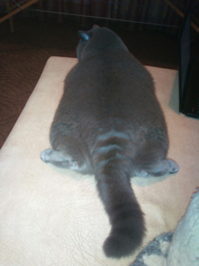 Котовторник наступил!:)