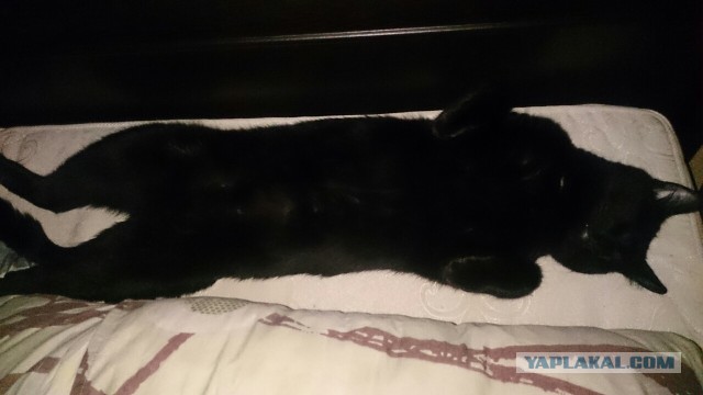 Котовторник 17.11.2015