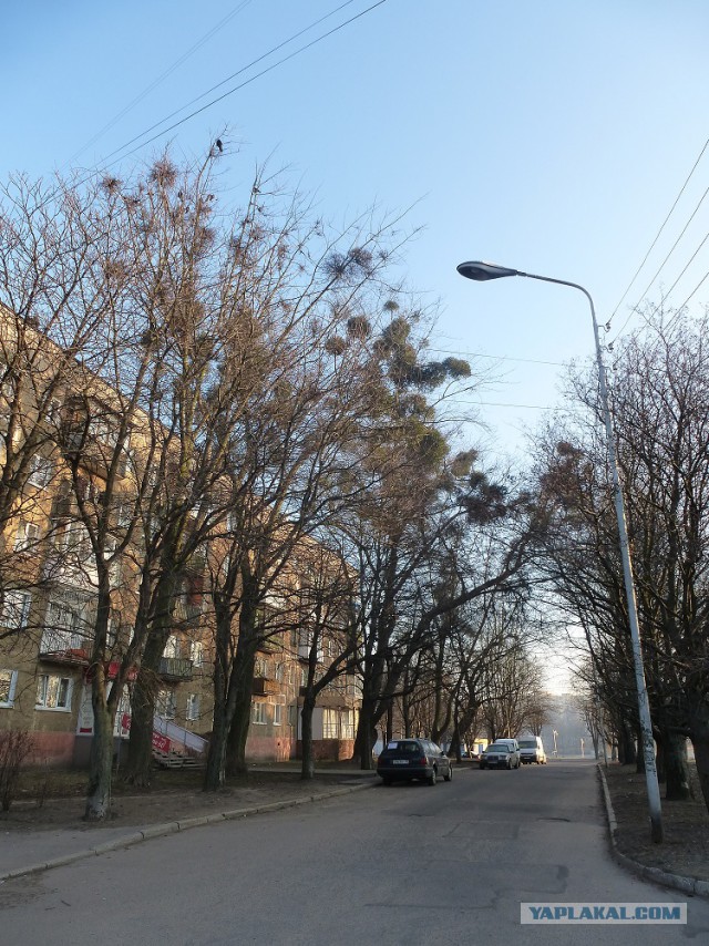 Зимний Калининград