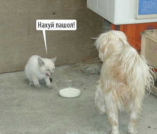 Борзый кашак