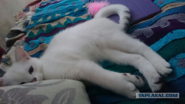 Котовторник 16.02.16