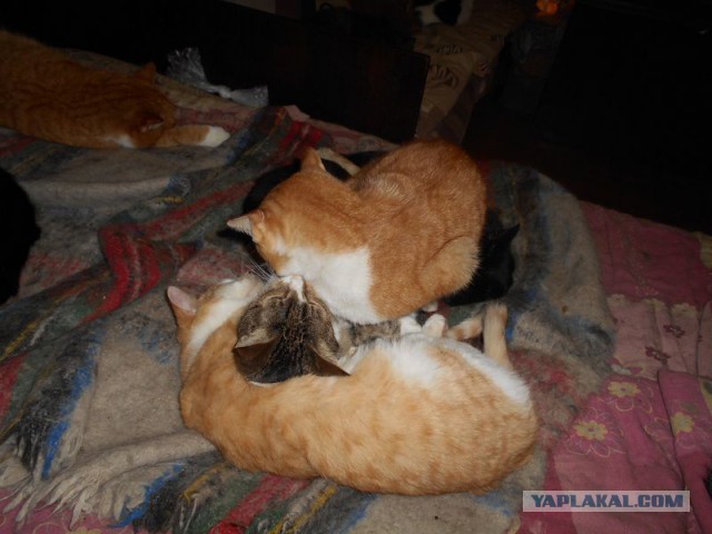 Жизнь домашнего приюта для котеек 101