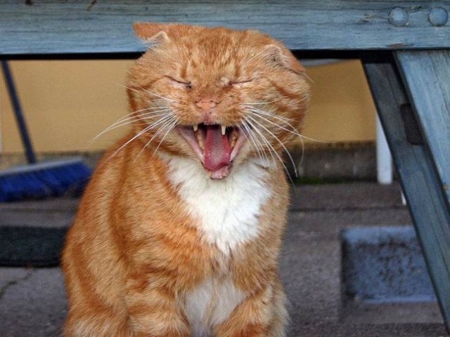 Котовторник на ЯПе (29.01)