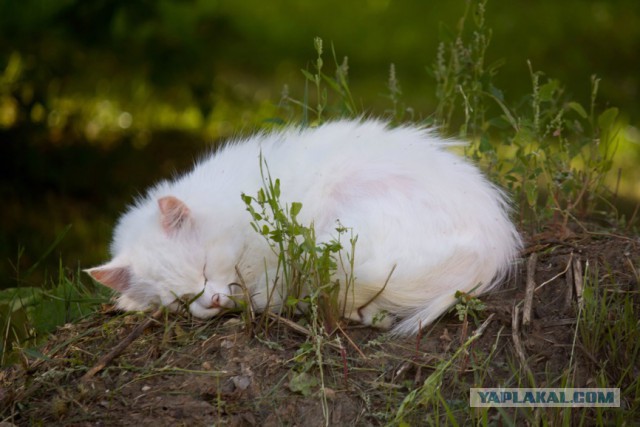 Котовторник 30.08.2016