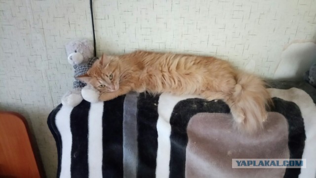 Котовторник 30.08.2016