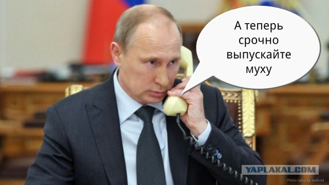 Муха на брови Хиллари Клинтон во время теледебатов стала звездой соцсетей