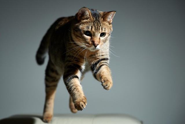 Коты и Кошки