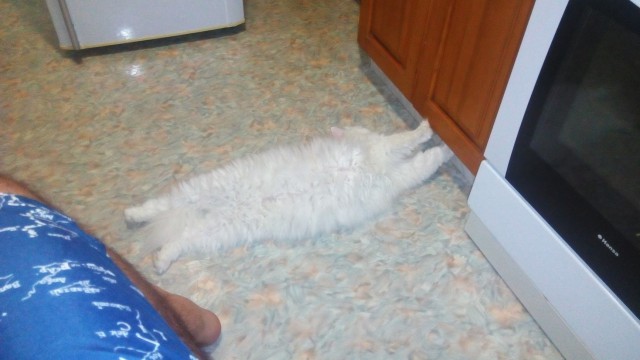 Помыла кота