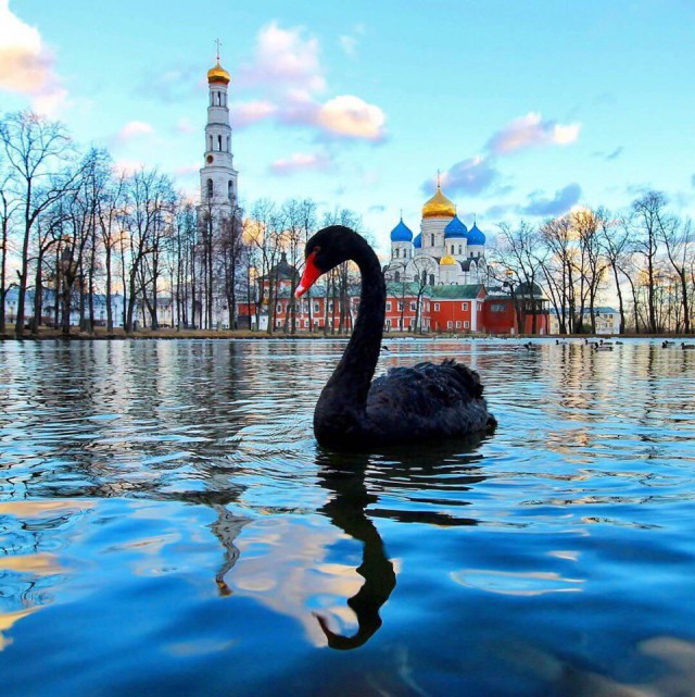 Подборка забавных животных