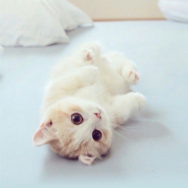 Коты и Кошки