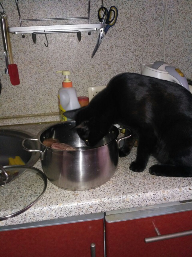 Домашние животные, застигнутые врасплох