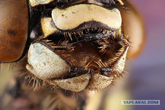 Макро портреты  «extreme macro»