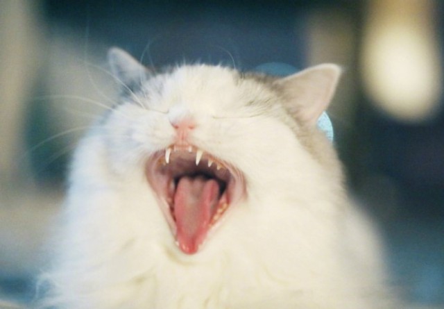 Коты и Кошки