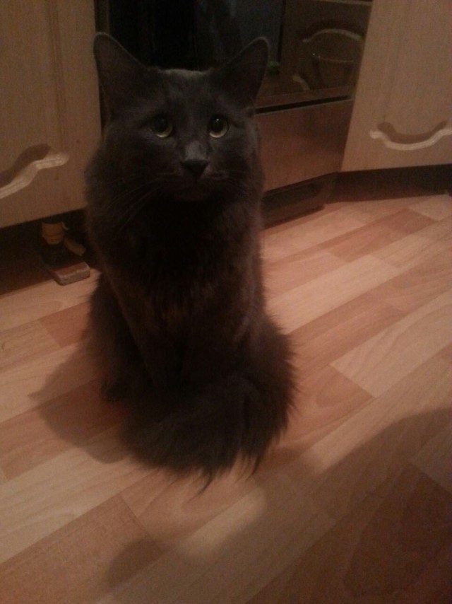 Когда повезло с котом.