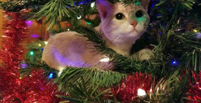 Коты и Кошки