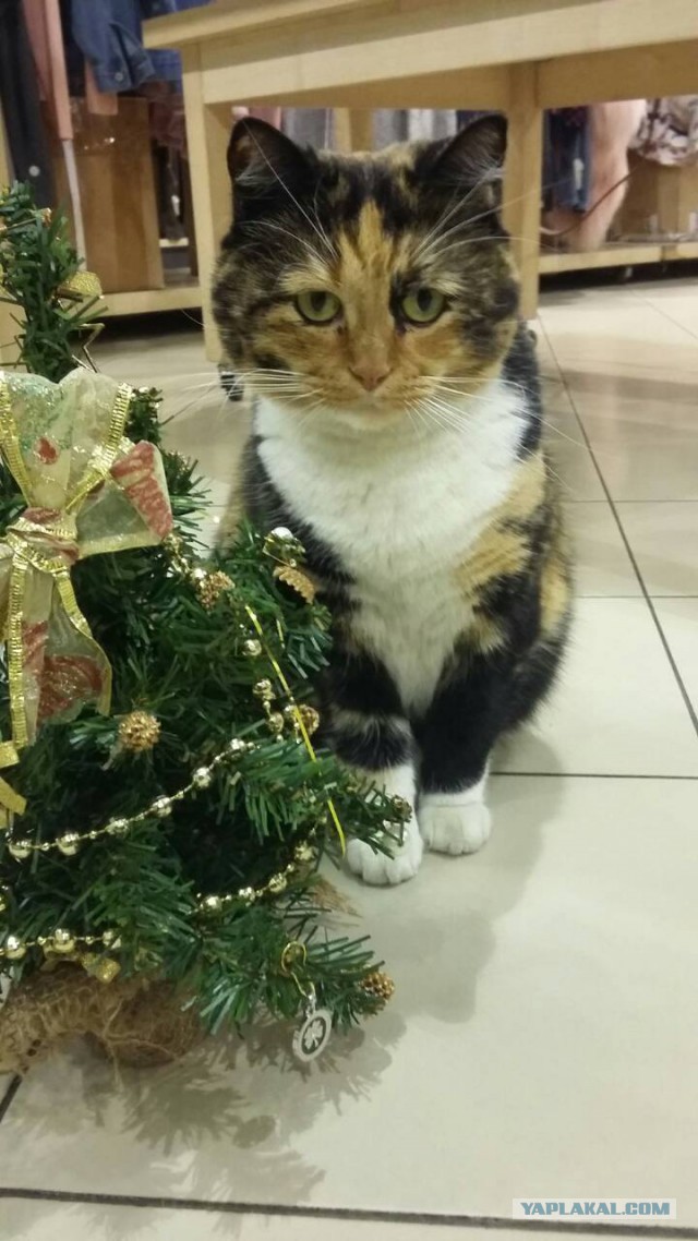 Котовторник  19.12.2017