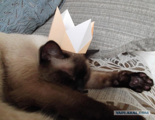 Котовторник 16.01.2018