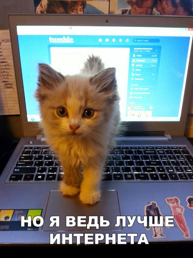 Фотобомбы котов